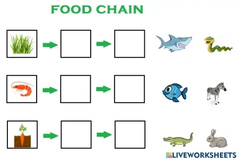 Food chain
