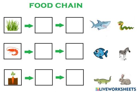 Food chain