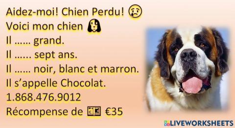 Chien Perdu - etre ou avoir basic