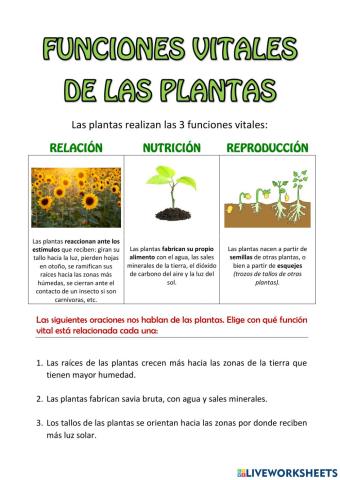 Funciones de las plantas