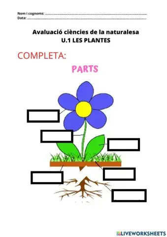 Les plantes