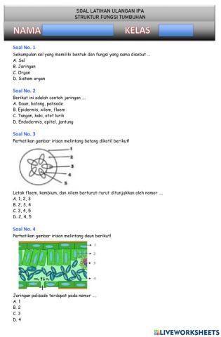 Soal latihan PH Struktur Jaringan Tumbuhan