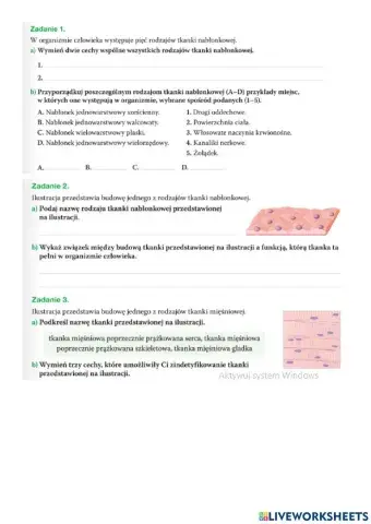 Tkanka mięśniowa, nabłonkowa i nerwowa