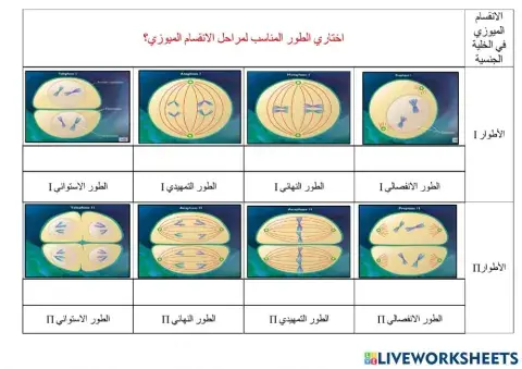 مراحل الانقسام الاختزالي
