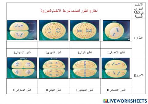 مراحل الانقسام الاختزالي