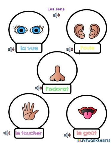 Les sens