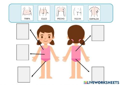 El cuerpo: el tronco