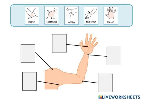 El cuerpo: Extremidades