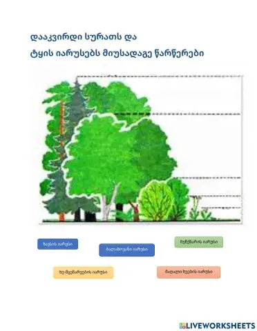 Ტყის იარუსები