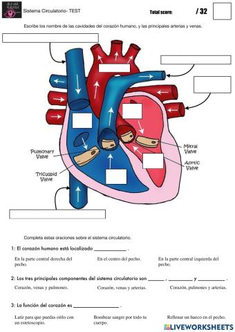 Circulatory system - TEST LW CASTELLANO
