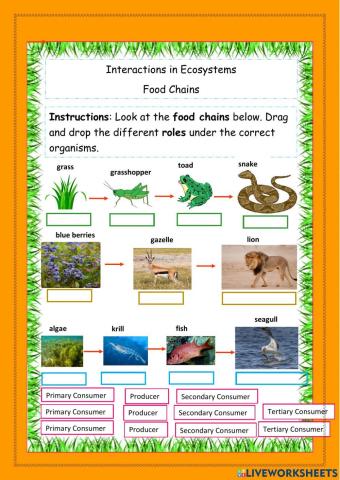 Food Chains: Interactions in ecosystems