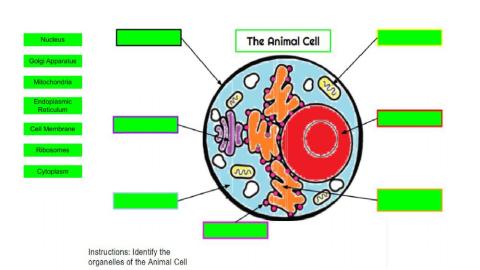 Animal Cell: Identify the Organelles