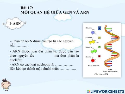 Bài 17. Mối quan hệ giữa gen và ARN