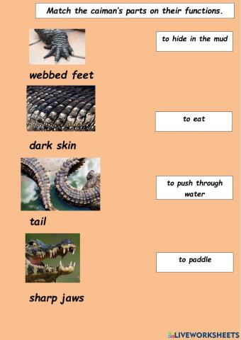 Caiman's Parts and Functions