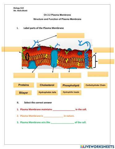 Plasma Membrane