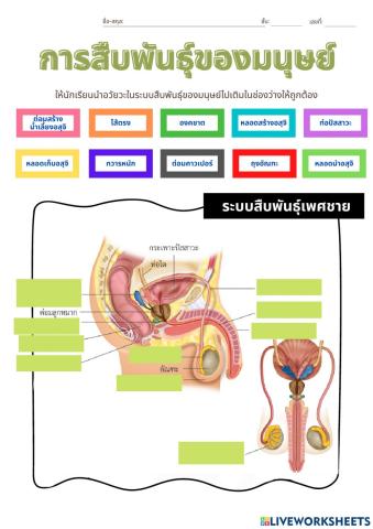 การสืบพันธุ์ของมนุษย์ 6-6
