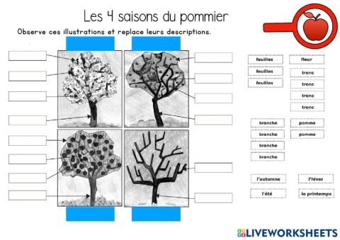 Les 4 saisons du pommier