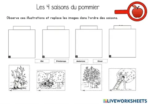 Les 4 saisons du pommier