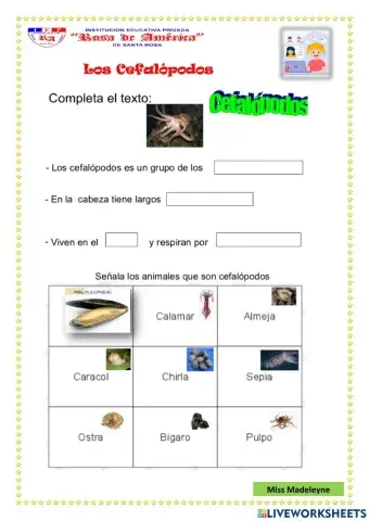 Los Cefalópodos