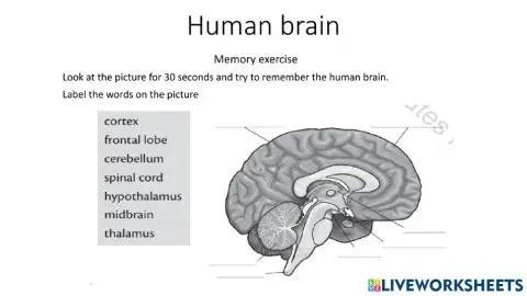 Human brain