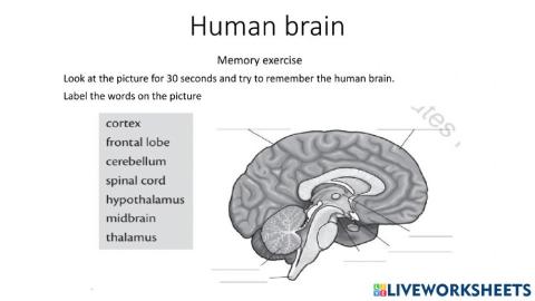 Human brain