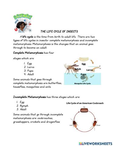 The life cycle of insects