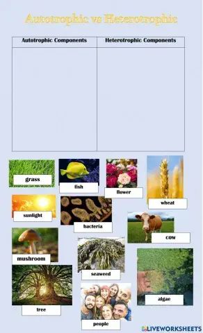 Autotrophs & Heterotrophs