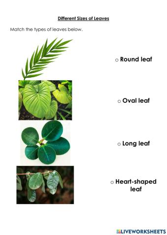 Different Sizes of leaves