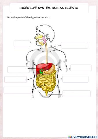The digestive system and nutrition