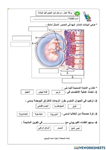 مراحل نمو الجنين قبل الولادة
