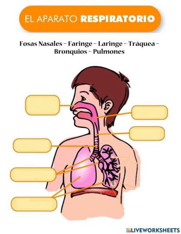 El aparato respiratorio