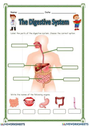 Orangs of digestive system