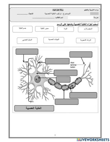 تركيب الخلية العصبية