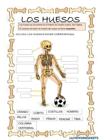 Los huesos