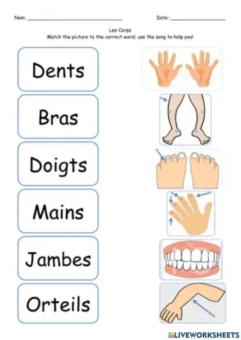 Parts of the body in french