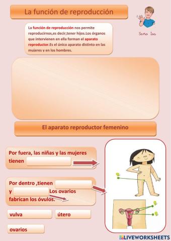 La función de reproducción