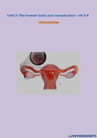 Fertilization
