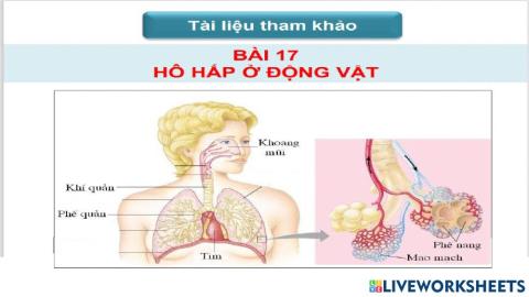 Hô hấp ở động vật - TLTK 5