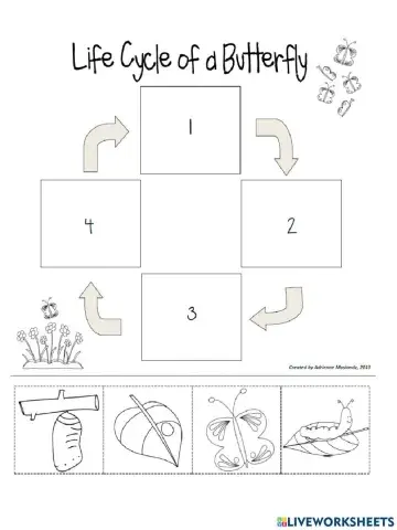 Butterfly Life Cycle