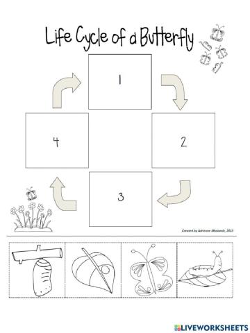 Butterfly Life Cycle