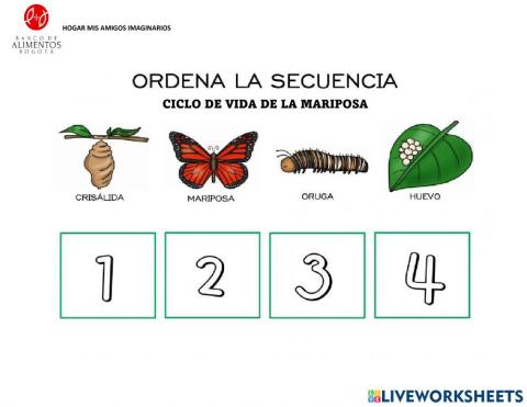 Ciclo de vida de la mariposa