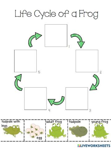 Life Cycle