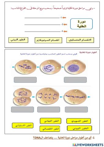 مقدمة لدرس تضلعف الدنا