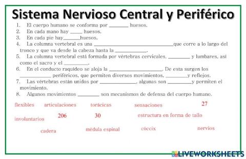 Sistema nervioso central y periferico