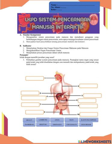Proses Sistem Pencernaan Makanan