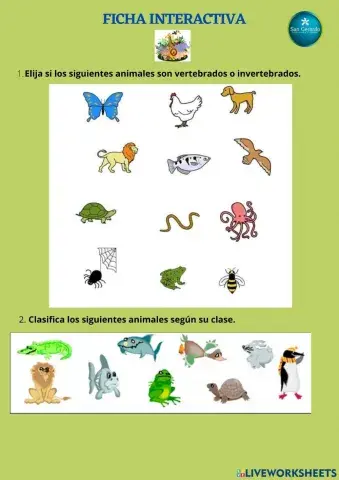 Animales vertebrados e invertebrados
