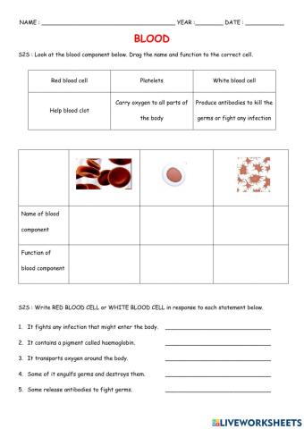 Transport system in human