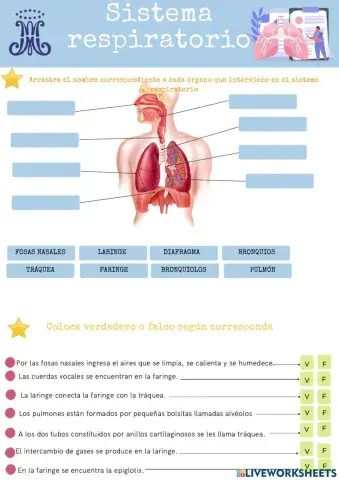 Sistema respiratorio