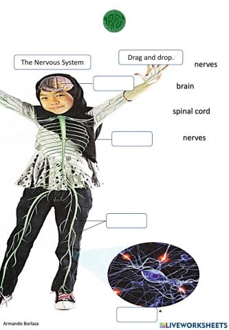 The Nervous System