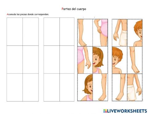 Partes del cuerpo